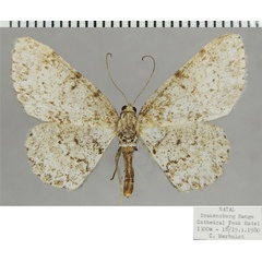 /filer/webapps/moths/media/images/S/spoliataria_Ectropis_AF_ZSM.jpg