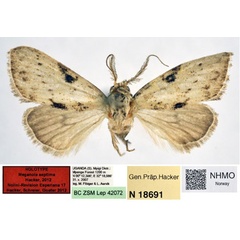 /filer/webapps/moths/media/images/S/septima_Meganola_HT_NHMO.jpg