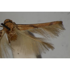 /filer/webapps/moths/media/images/C/crassella_Stathmopoda_LT_BMNH.jpg