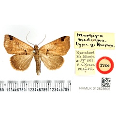 /filer/webapps/moths/media/images/M/mediana_Marcipa_AT_BMNH.jpg