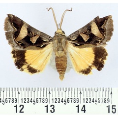 /filer/webapps/moths/media/images/D/decaryi_Cerocala_AM_BMNH.jpg
