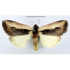 /filer/webapps/moths/media/images/S/semipallida_Aspidifrontia_AM_BMNH.jpg