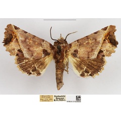 /filer/webapps/moths/media/images/P/porphyriota_Phlegetonia_AF_NHMUK.jpg