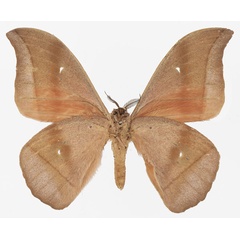 /filer/webapps/moths/media/images/R/rosea_Lobobunaea_AM_Basquinb.jpg
