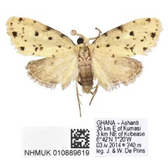 /filer/webapps/moths/media/images/C/carinata_Siccia_PTM_BMNH.jpg