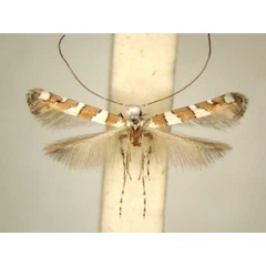 /filer/webapps/moths/media/images/S/syzygiena_Acrocercops_PT_TMSA6187.jpg