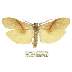 /filer/webapps/moths/media/images/C/costimaculata_Ligulosia_AM_ANHRT.jpg