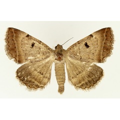 /filer/webapps/moths/media/images/M/melliflua_Plecopterodes_AM_TMSA_02.jpg