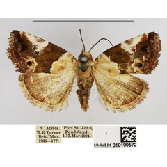 /filer/webapps/moths/media/images/A/albibasis_Maliattha_AM_NHMUK.jpg