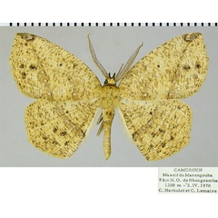 /filer/webapps/moths/media/images/N/nigricola_Epigynopteryx_AM_ZSMa.jpg