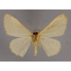 /filer/webapps/moths/media/images/R/rhodinaria_Scopula_A_ZSM_02.jpg