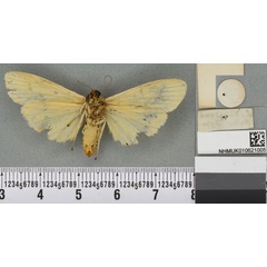 /filer/webapps/moths/media/images/K/kingdoni_Lithosia_HT_BMNHb.jpg