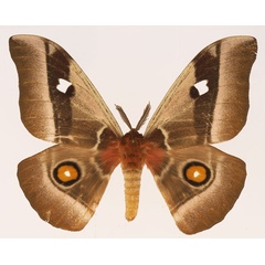 /filer/webapps/moths/media/images/A/alcinoe_Bunaea_AM_Basquin_03.jpg