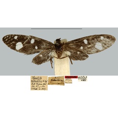 /filer/webapps/moths/media/images/M/melancholica_Thyrosticta_HT_MNHN.jpg