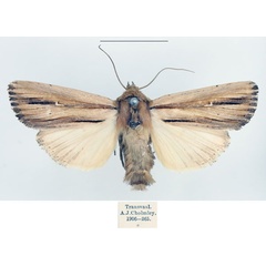 /filer/webapps/moths/media/images/I/interciliata_Leucania_AM_BMNH_01.jpg