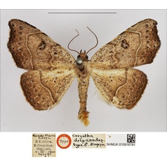 /filer/webapps/moths/media/images/D/drepanodes_Corgatha_HT_NHMUK.jpg