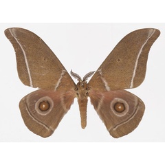 /filer/webapps/moths/media/images/G/godarti_Gonimbrasia_AM_Basquina.jpg