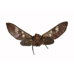 /filer/webapps/moths/media/images/A/aurivilliusi_Balacra_HT_RMCA_02.jpg