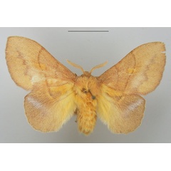 /filer/webapps/moths/media/images/I/igneotincta_Trichopisthia_AF_TMSA.jpg