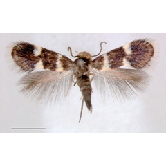 /filer/webapps/moths/media/images/C/capensis_Holocacista_AF_RNHL.jpg