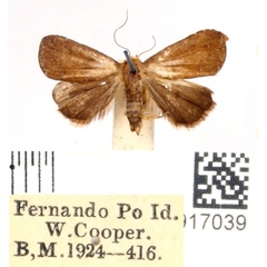 /filer/webapps/moths/media/images/E/erebina_Rivula_AM_BMNH.jpg