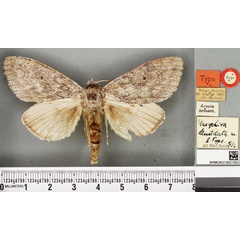 /filer/webapps/moths/media/images/D/denudata_Dasychira_AT_BMNH.jpg