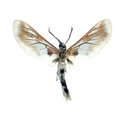/filer/webapps/moths/media/images/A/angolensis_Neophemula_HT_BMNH_02.jpg