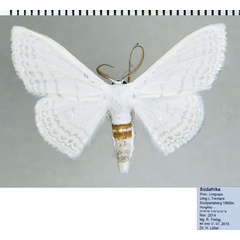 /filer/webapps/moths/media/images/C/centrophora_Somatina_AM_ZSM.jpg