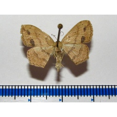/filer/webapps/moths/media/images/N/natalica_Scopula_A_Goff.jpg