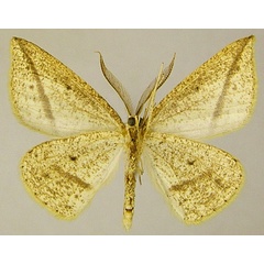 /filer/webapps/moths/media/images/M/maeviaria_Epigynopteryx_AM_ZSMb.jpg