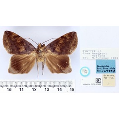 /filer/webapps/moths/media/images/H/hampsoni_Anua_PTM_BMNH.jpg