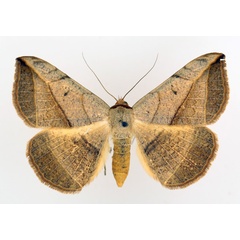 /filer/webapps/moths/media/images/P/pardus_Entomogramma_AF_TMSA_01.jpg