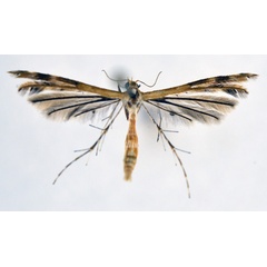 /filer/webapps/moths/media/images/L/leucodactylus_Megalorhipida_A_NHMO_01.jpg