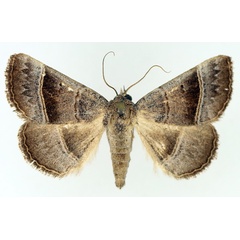 /filer/webapps/moths/media/images/Z/zonaria_Plecoptera_AM_TMSA_02.jpg