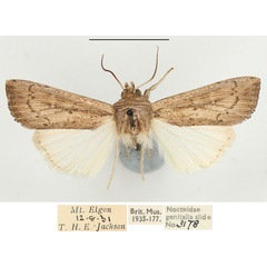 /filer/webapps/moths/media/images/P/phaea_Leucania_AM_BMNH_03.jpg