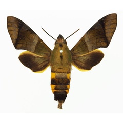 /filer/webapps/moths/media/images/W/westermannii_Atemnora_AF_Basquina.jpg