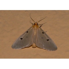 /filer/webapps/moths/media/images/F/fumipennis_Soloe_A_Goff_01.jpg