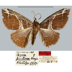 /filer/webapps/moths/media/images/F/fissilinea_Cerynea_NAT_MNNH.jpg