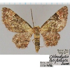 /filer/webapps/moths/media/images/L/latifasciata_Chloroclystis_AF_BMNH.jpg