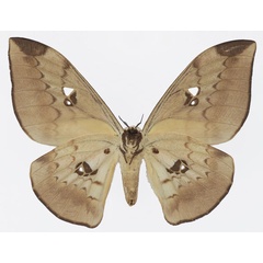 /filer/webapps/moths/media/images/A/alinda_Pseudobunaea_AF_Basquinb.jpg