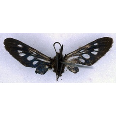 /filer/webapps/moths/media/images/D/demiavis_Pseudmelisa_HT_BMNH_02.jpg