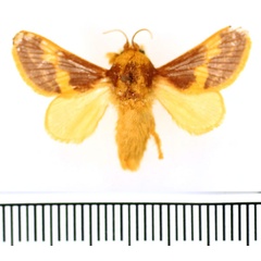 /filer/webapps/moths/media/images/E/erythrochrysa_Chrysamma_AM_BMNH.jpg