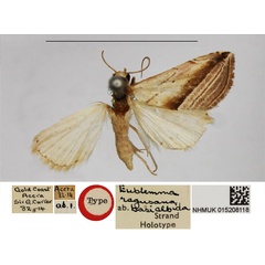 /filer/webapps/moths/media/images/B/basialbida_Eublemma_HT_BMNH.jpg