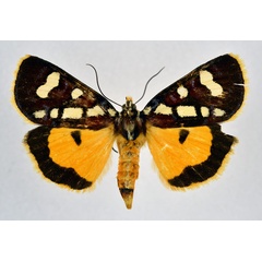 /filer/webapps/moths/media/images/L/latreillii_Mitrophrys_A_NHMO.jpg