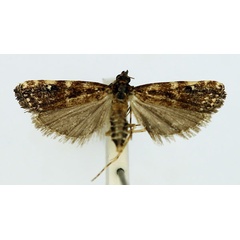 /filer/webapps/moths/media/images/A/albimaculalis_Mesolia_AF_RMCA.jpg