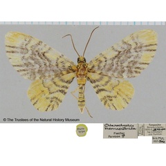 /filer/webapps/moths/media/images/T/thermastobrita_Chloroclystis_PTM_BMNH.jpg