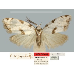 /filer/webapps/moths/media/images/V/virginalis_Viettesia_HT_MNHN.jpg