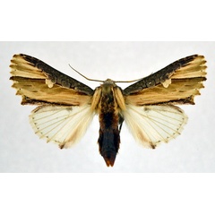 /filer/webapps/moths/media/images/P/pulchra_Cetola_AF_NHMO.jpg
