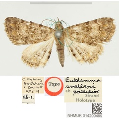 /filer/webapps/moths/media/images/P/pallidior_Eublemma_HT_BMNH.jpg