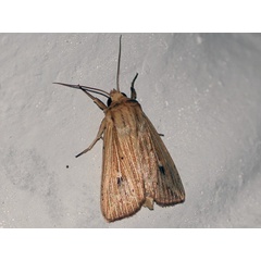 /filer/webapps/moths/media/images/P/pinna_Leucania_A_Jorpeland.jpg